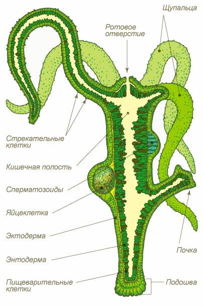 Ссылки зеркала на kraken