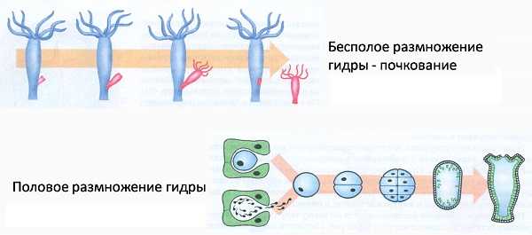 Кракен даркнет сайт на русском